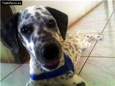 Foto del perro Balton