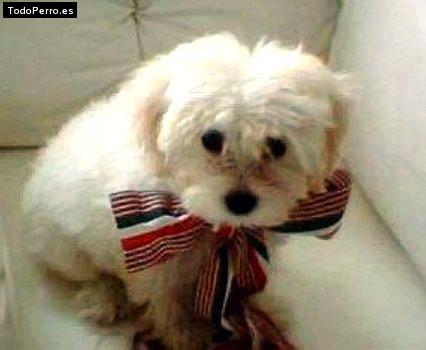 Foto del perro Cindy
