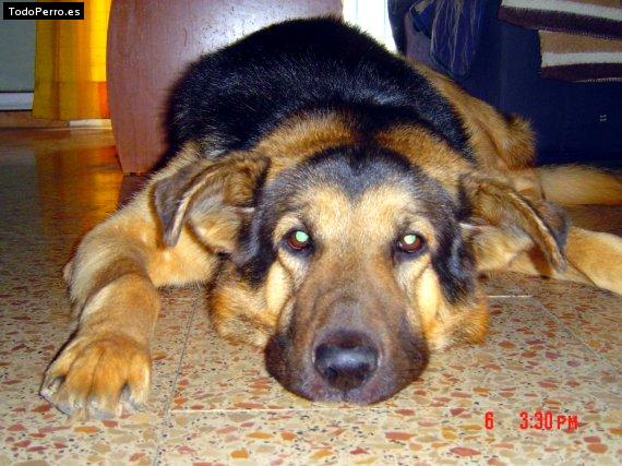 Foto del perro Jim