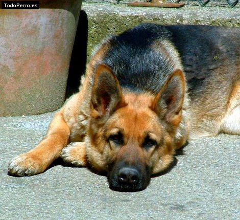 Foto del perro Kiara