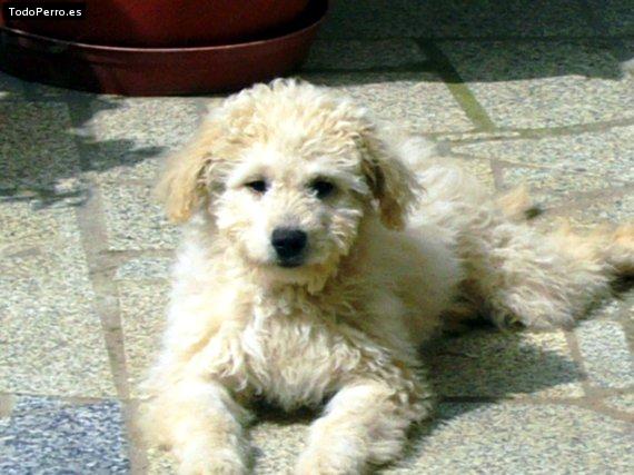 La foto del perro Cuqui Foto del perro Cuqui