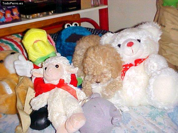 La foto del perro Chiquis Foto del perro Chiquis