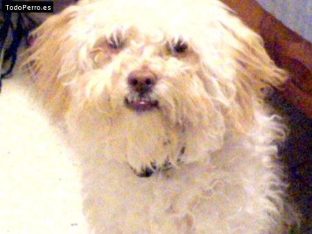 Foto del perro Manty