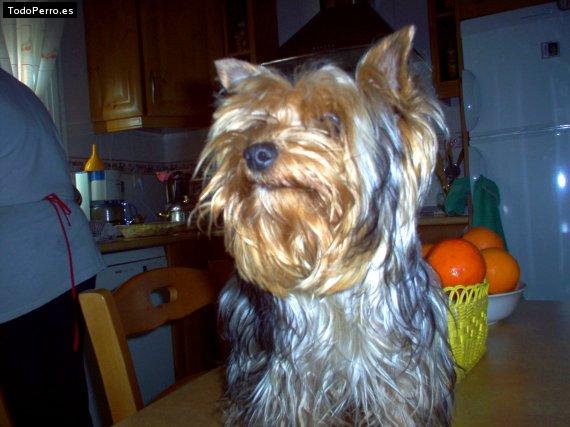 Foto del perro Miky
