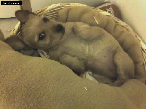 Foto del perro Shiny