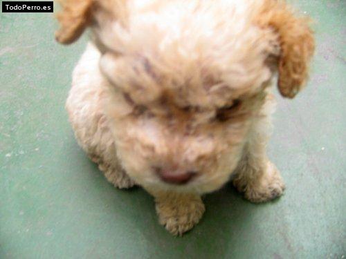 Foto del perro Sonu
