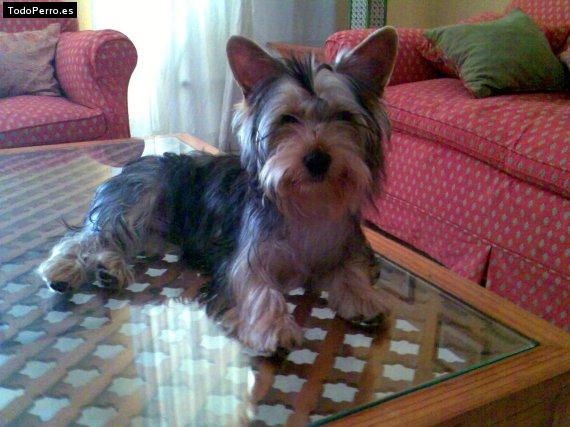 Foto del perro Tommy