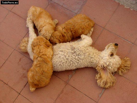 Foto del perro Nicole