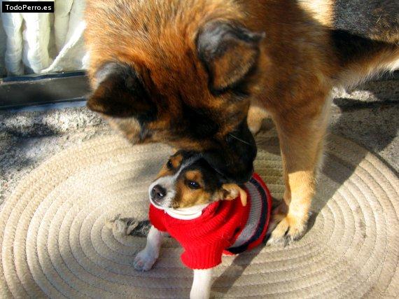 Foto del perro Uri