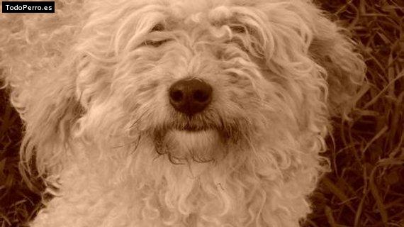 La foto del perro Constanza Foto del perro Constanza