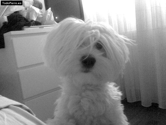 Foto del perro Shiro
