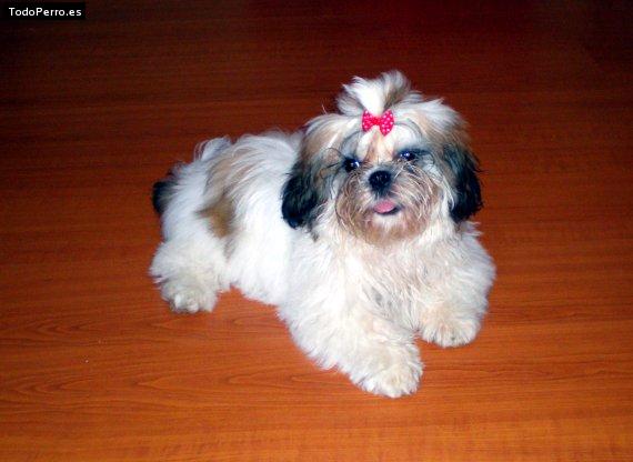 Foto del perro Mara