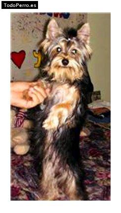 Foto del perro Charrly