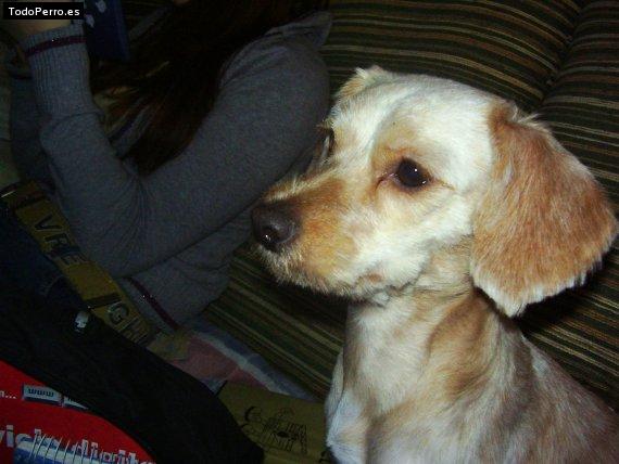 Foto del perro Neli