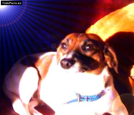 Foto del perro Chikita