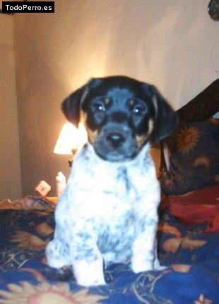 Foto del perro Nigel