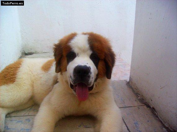 Foto del perro Heydi
