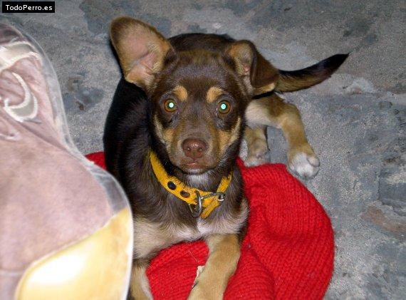 Foto del perro Timoteo