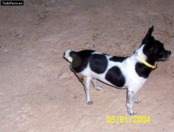 Foto del perro Chispa