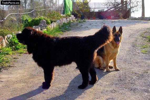 Foto del perro Thor