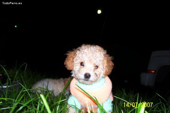 Foto del perro Tina