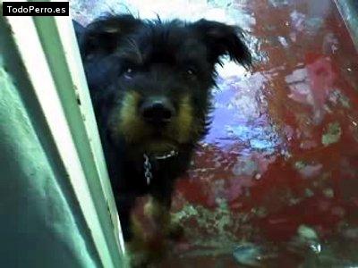 Foto del perro Moreno