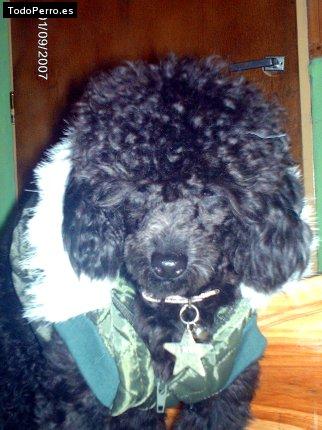 La foto del perro Win Foto del perro Win