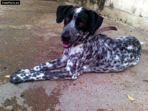 Foto del perro Reina melo