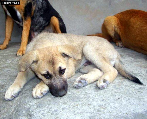 Foto del perro Toto