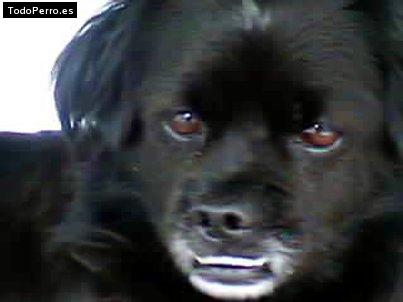 Foto del perro Toti