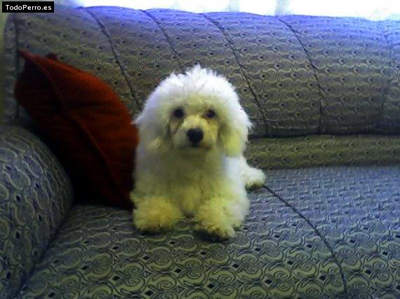 Foto del perro Toty