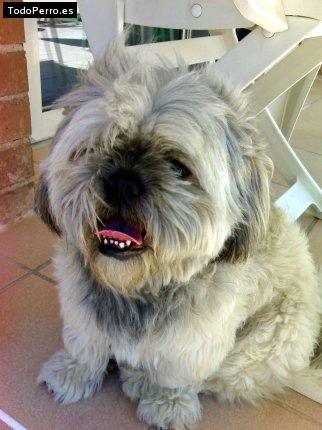 Foto del perro Sisu