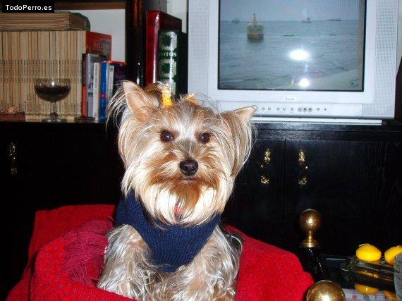 Foto del perro Marcelo