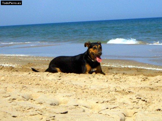 Foto del perro Tranki