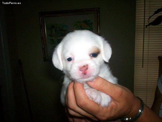 Foto del perro Chester