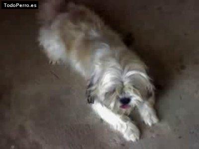 Foto del perro Chechon