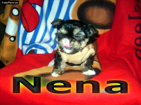 Foto del perro Nena