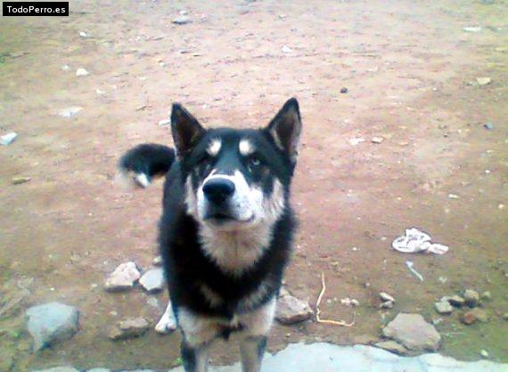 Foto del perro Lobo