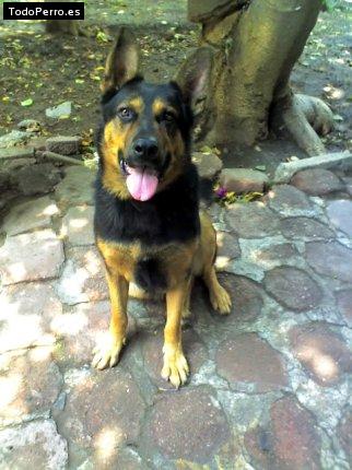 Foto del perro Terry