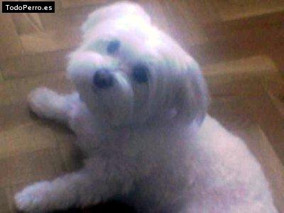 Foto del perro Nora