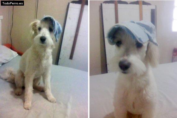 Foto del perro Spunky