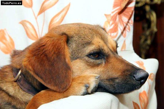 Foto del perro Rafaela