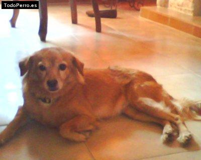 Foto del perro Beba