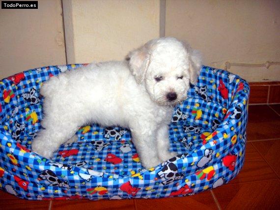 Foto del perro Tobby