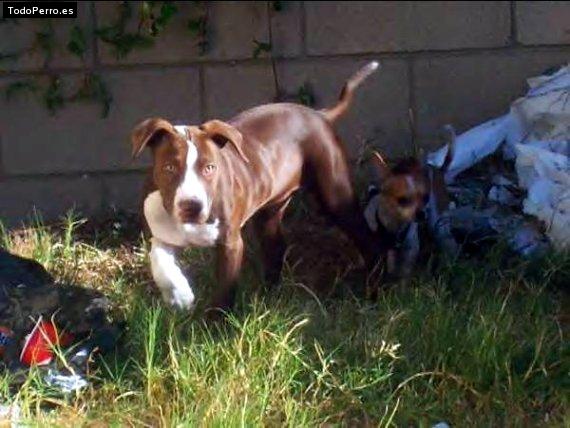 La foto del perro Chico Foto del perro Chico