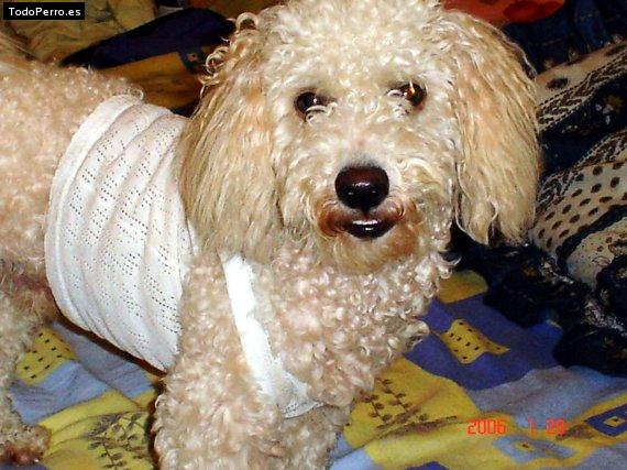 La foto del perro Copito Foto del perro Copito