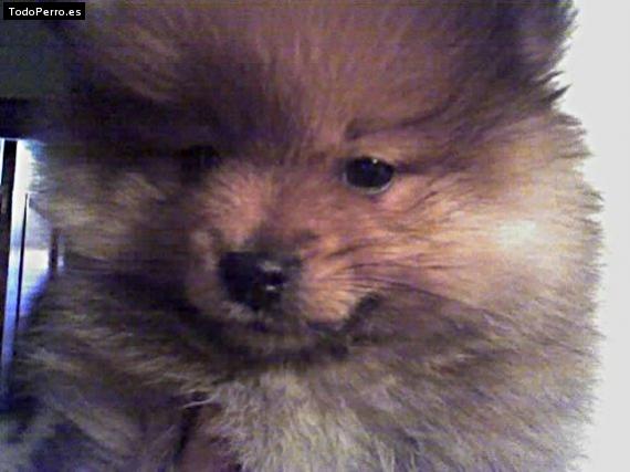 La foto del perro Bat Foto del perro Bat