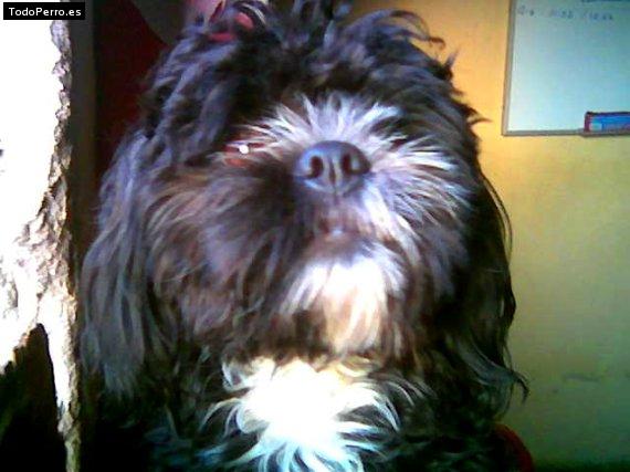 Foto del perro Jimci
