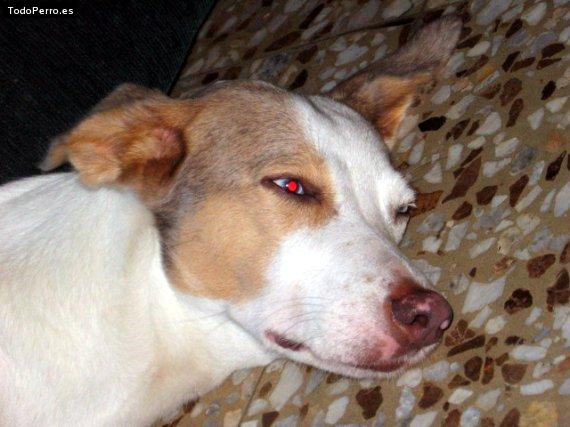 Foto del perro Niurka