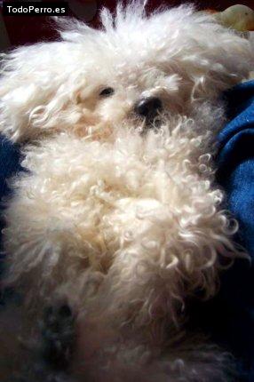 Foto del perro Benji